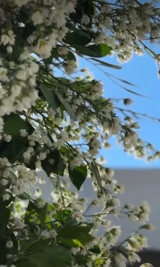 Detalhes das flores brancas da decoração